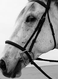 Barry k wrote a review mar 2021. Haig Point Equestrian Home Facebook