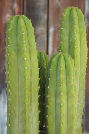 We do ship our seedlings! The Ancient Wonders Of The San Pedro Cactus Flora Grubb Gardens