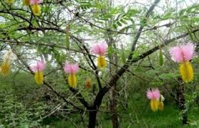 Image result for Dichrostachys