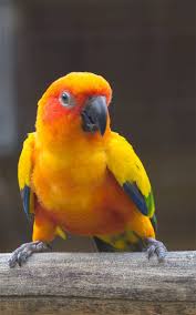 Gambar Di Ambil Di Taman Burung Seberang Jaya Pulau Pinang Cute Animals Animals Birbs