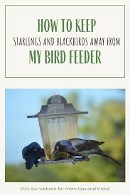 Check spelling or type a new query. How To Get Rid Of Grackles Arxiusarquitectura