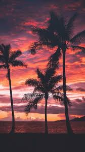 The state tree of florida and south carolina, cabbage palm is also remarkably cold hardy, surviving temps of 10 to 15°f. Hd Palm Tree In Colors Wallpapers Peakpx