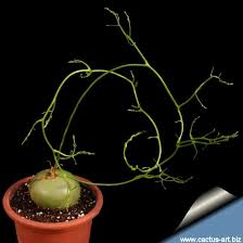 Image result for Bowiea volubilis