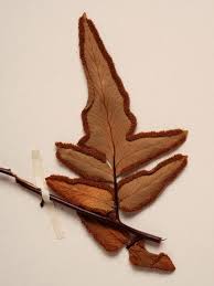 Image result for Cheilanthes viridis