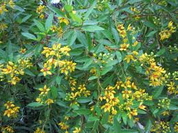 Check spelling or type a new query. Yellow Flowers For Central Texas Lisa S Landscape Design