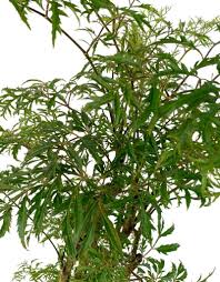 Image result for Polyscias kivuensis