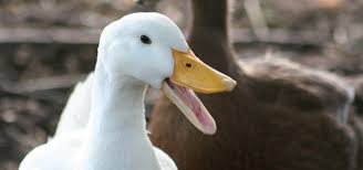 Duck Quack Free Sound Effects Animal Sounds