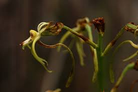 Image result for Habenaria galpinii