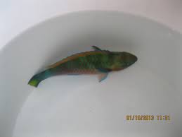 Get free saltwater parrot now and use saltwater parrot immediately to get % off or $ off or free shipping. Colored Parrotfish Reef2reef Saltwater And Reef Aquarium Forum