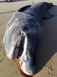 Maybe you would like to learn more about one of these? Tiburon Peregrino En Donana Espacio Natural De Donana Facebook