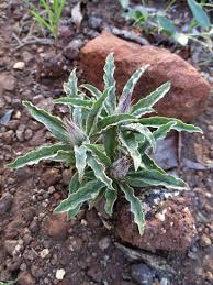 Image result for Dicoma