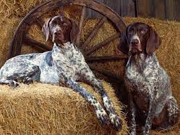 Extreme Dog Breeds Bluetick Coonhound German Shorthaired Pointer Dog Bluetick Coonhound Pointer Dog