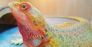 Many bearded dragons take the opportunity to defecate in the water. Do Bearded Dragons Need Baths Exoticdirect