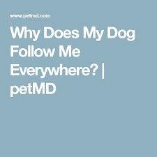 4 Reasons Your Dog Follows You Everywhere Dogs Dog Behavior Your Dog