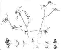 Image result for Cyanotis axillaris