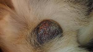 Image result for scrotum dog skin peeling