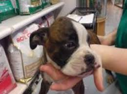 Lancaster puppies has boxers for sale! Boxer Dog For Sale Australia Boxer Puppies Buy Buy Boxer Breeders Boxer Dogs Breed Boxer Dogs For Adoption