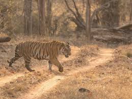 Sanjay Gandhi National Park ...