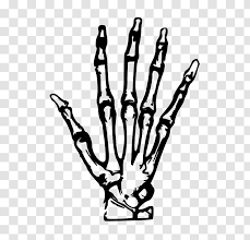 Human Skeleton Hand Bone Clip Art Simple Hand Painted Transparent Png Choose from over a million free vectors, clipart graphics, png images, design templates, and illustrations created by artists worldwide! human skeleton hand bone clip art