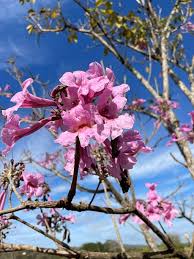 Image result for Handroanthus sp. near impetiginosus