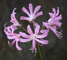 Pink Nerine Orchid Availability Year Round Orchids Pink Plants