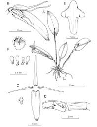 Image result for Habenaria aberrans