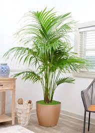 The island gives the palm its botanical name, howea forsteriana. Kentia Palm Large High Quality Tropical Plants Shipped To Your Door