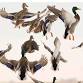 Ducks Unlimited: Wildgame Cocktail Party & Cigar Night