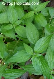 Image result for Spermacoce kirkii