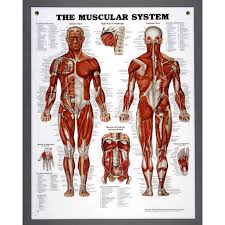 nasco muscular system chart model sb06145u each