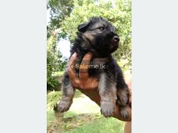 Get the best deals on pure german shepherd ads in sri lanka. Pomeranian Puppies For Sale In Sri Lanka Ikman Lk Novocom Top