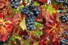 Image result for Vitis vinifera