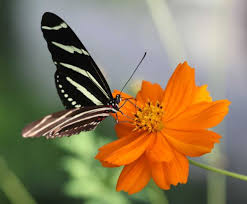 Background bunga dan kupu kupu. 1001 Gambar Kupu Kupu Dan Bunga Animasi Terbaru Cikimm Com