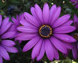 African Daisy Daisy Pets Plants Daisy Flower Pictures Beautiful Flowers Purple Flowers