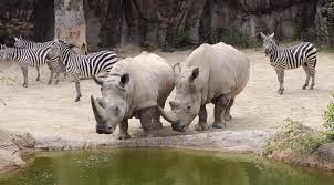 Zoo in Gandhinagar Sector 22 - Animal Park Gandhinagar Gujarat - Justdial