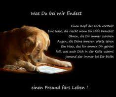 Die 41 Besten Bilder Auf Hund Und Herrchen In 2018 Hund Und Katze