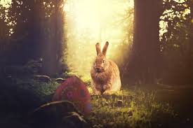 C'est un jeu de décoration, comme son nom l'indique avec des ufs. Pourquoi Des Oeufs Et Des Lapins En Chocolat Pour Paques