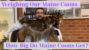 This chart contains extensive weight data from maine coons world wide! How Big Do Maine Coon Cats Get 8 Real Life Examples Paws For Advice