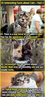 35 Interesting Facts About Cats Part 2 Fact Republic Cat Facts Pets Animal Facts