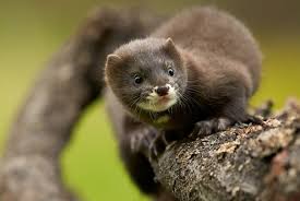 Spain To Kill Over 90 000 Mink After 87 Of Them Test Positive For Coronavirus Curly Tales