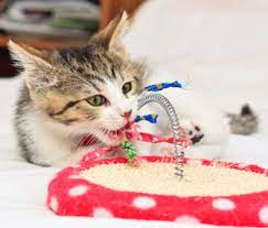 How much to feed your cat is the subject of many cat health questions i receive both in my practice and online. Your Kitten What To Expect At 10 To 12 Months