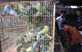 Hal paling penting merawat burung adalah membersihkan kandangnya secara rutin. Terorisme Di Solo Burung Peliharaan Badri Tak Terurus