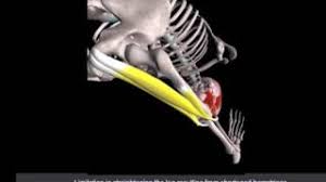 The cervical spine is comprised of seven vertebrae, designed specifically for mobility. Head To Knee Forward Bend Yoga Pose Janu Sirsasana 3d Yoga Anatomy Youtube