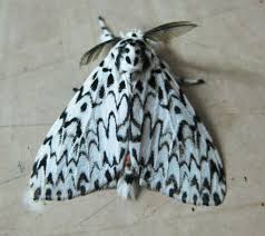 Black And White Insect With Wings White Moth Nice Black White Moth Moth Leopard Moth Giant Leopard Moth