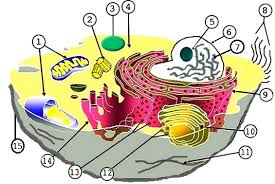 Learn about the most important organelles and structures of the animal cell along with the function of major organelles. Animal And Plant Cell Labeling Key