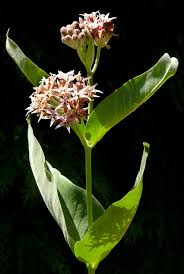 Image result for Asclepias adscendens