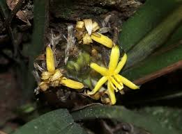 Image result for Curculigo latifolia