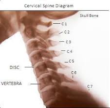 spine diagram neck cervical spine ligaments cervical spine