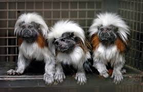 Check spelling or type a new query. Marmoset Description Habitat Facts Britannica