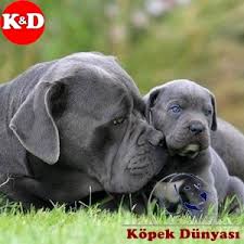 Kopek Kulubu Uretim Ciftligi Adli Kullanicinin Kopek Kulubu 0532 343 8041 Panosundaki Pin Yavru Kopek Kopek Hayvanlar